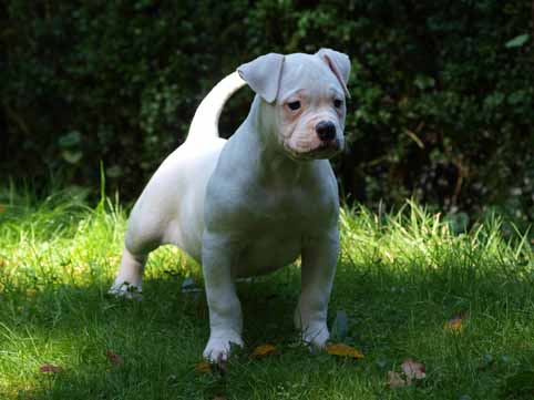 Darkenwald american bulldog pup